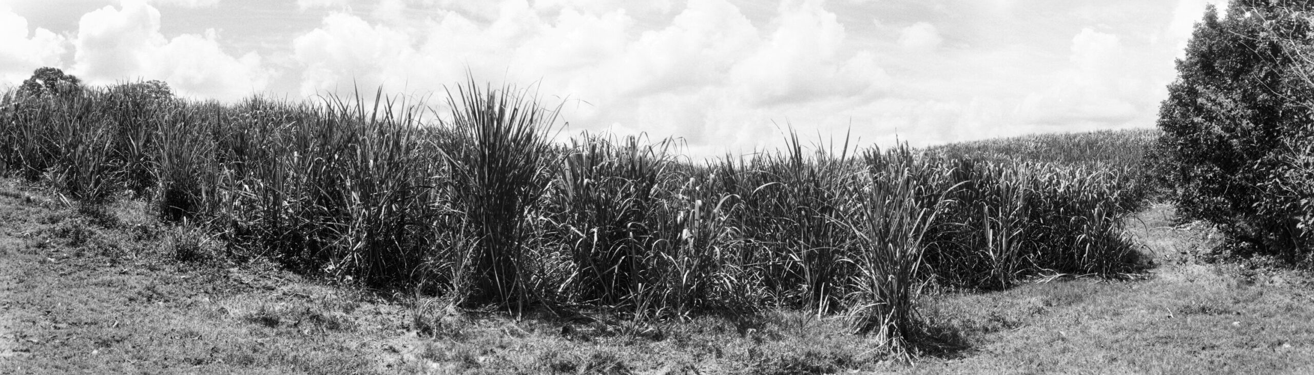 Ricardo Arispe. El paisaje del batey 09