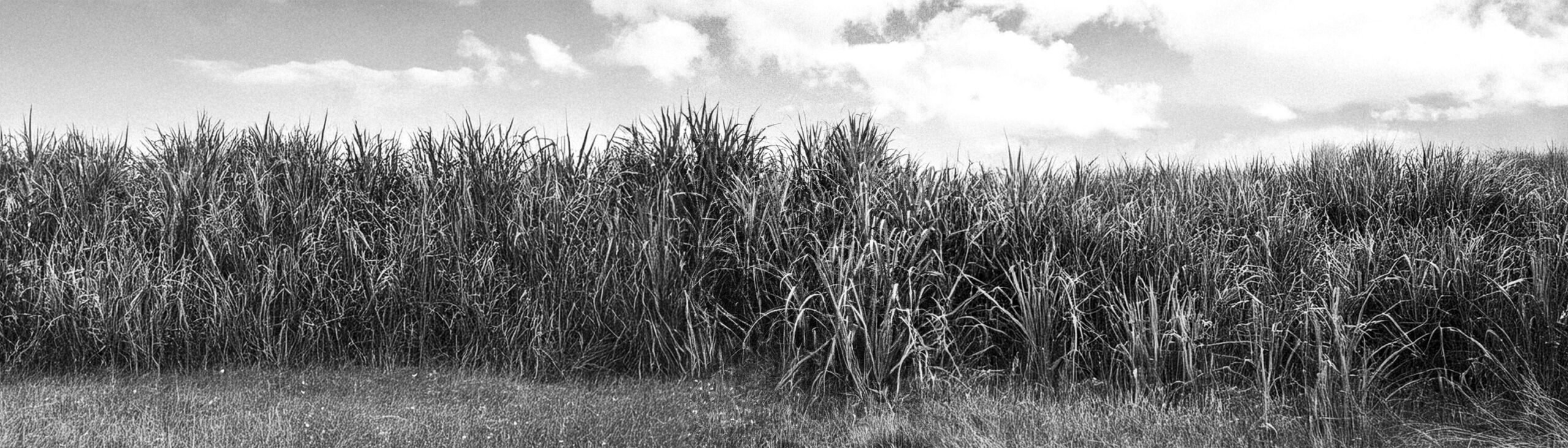 Ricardo Arispe. El paisaje del batey 10